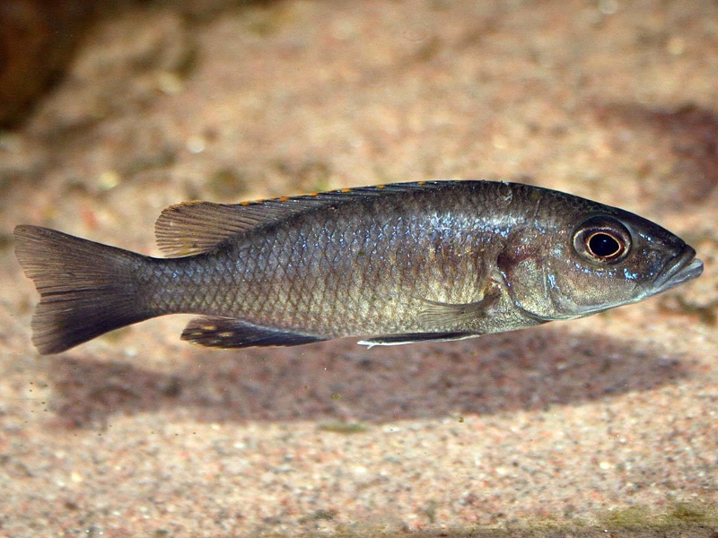 Sciaenochromis fryeri 'Chimwalani Reef'